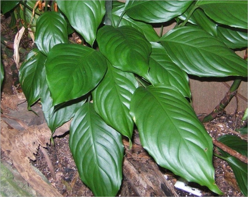 Những cây kiểng có tác dụng chữa bệnh